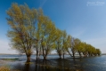 098_Biebrza - kwiecien 2011